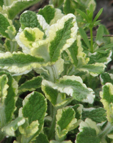 Mint Pineapple – Mentha Suaveolens Variegata