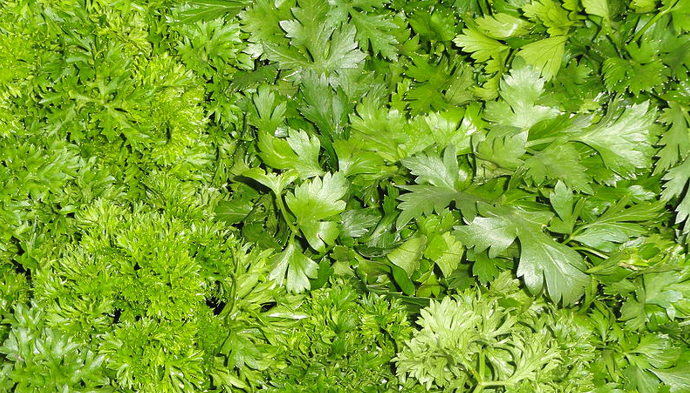 Parsley