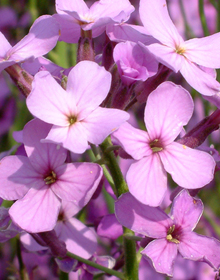 Rocket Sweet – Hesperis matronalis