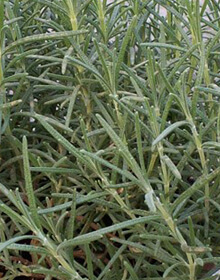 Rosemary Miss Jessop’s Upright – Salvia rosmarinus officinalis