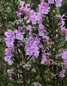 Rosemary Pink – Salvia rosmarinus officinalis Roseus