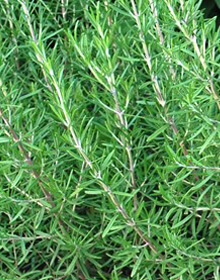 Rosemary Upright – Rosmarinus Officinalis ***DISC BY US***USE ROSEMARY***