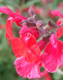 Sage Blackcurrant – Salvia microphylla
