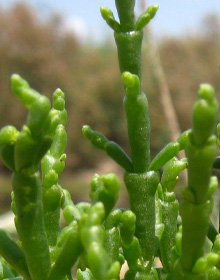 Samphire – Salicornia europaea