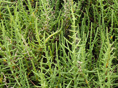 Samphire – Salicornia europaea