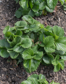 Strawberry Hapil – Fragaria Ananassa – Mid Season Fruit