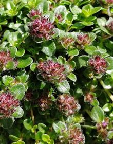 Thyme Caborn Wine and Roses – Thymus Vulgaris