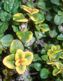 Thyme Doone Valley – Thymus Citriodorus Doone Valley