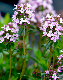 Thyme Jekka’s – Thymus Jekka’s