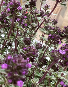 Thyme Silver Posie – Thymus vulgaris Silver Posie