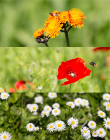 Wildflower Plant Collection