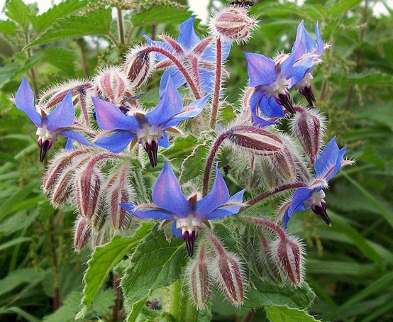 Hetty's Herbs & Plants Borage – Borago officinalis