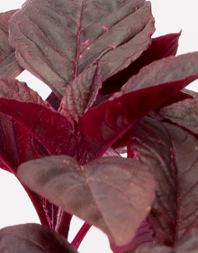 Amaranth Red Army – Amaranthus cruentus