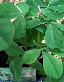 Fenugreek – Trigonella foenum-graecum