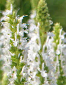 Hyssop White – Hyssopus officinalis Albus