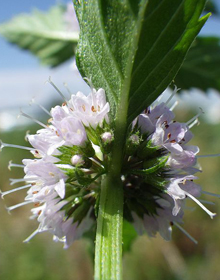 Mint Banana – Mentha arvensis