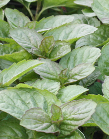 Mint Grapefruit – Mentha x piperita f. citrata