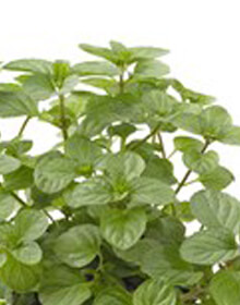 Mint Orange – Mentha x piperita f. citrata