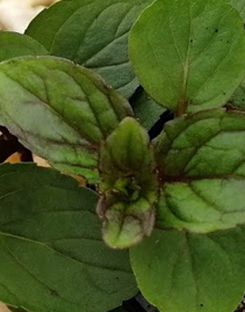 Mint Peppermint Black – Mentha piperita