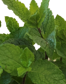 Mint Spanish – Mentha Spicata