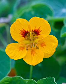 Nasturtium Alaska – Tropaeolum Majus Alaska