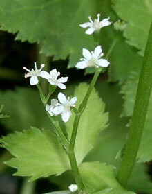 Parsley Japanese – Cryptotaenia japonica