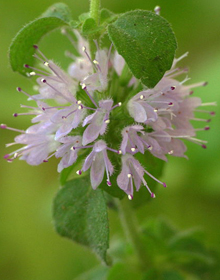 Pennyroyal – Mentha pulegium