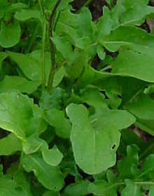 Rocket Salad – Eruca sativa