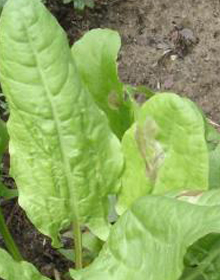 Sorrel – Rumex acetosa