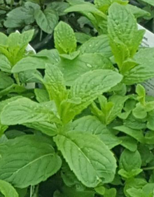 Mint Spearmint – Mentha spicata