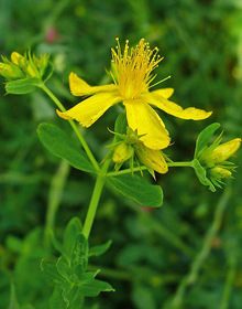 St John’s Wort – Hypericum perforatum