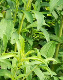 Stevia – Stevia Rebaudiana