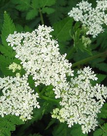 Sweet Cicely – Myrrhis odorata