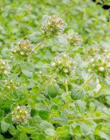 Thyme Pink Chintz – Thymus serpyllum