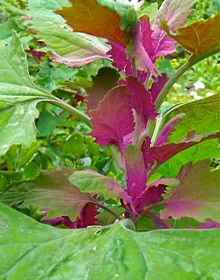 Tree Spinach – Chenopodium giganteum