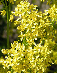 Woad – Isatis tinctoria