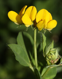 Birds Foot Trefoil – Lotus corniculatus