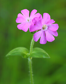 Campion Red – Silene latifolia