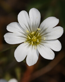 Campion White – Silene latifolia albus