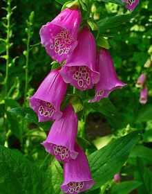 Foxglove – Digitalis purpurea