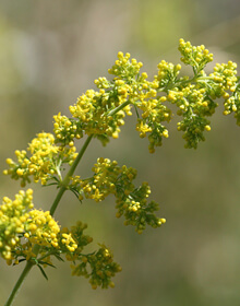 Lady’s Bedstraw – Galium verum