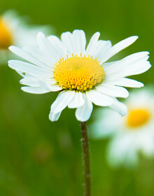 Oxeye Daisy -Leucanthemum vulgare