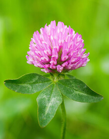 Red Clover – Trifolium pratense