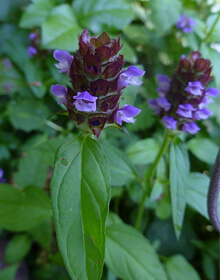 Selfheal – Prunella vulgaris