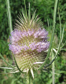 Teasel Wild – Dipsacus fullonum