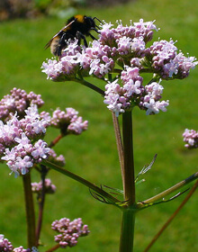 Valerian – Valeriana officinalis