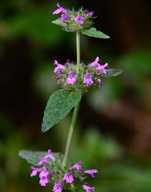 Wild Basil