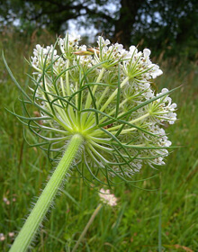 Wild Carrot – Daucus carota