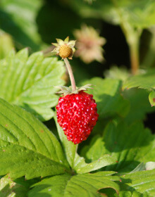 Wild Strawberry – Fragaria Vesca