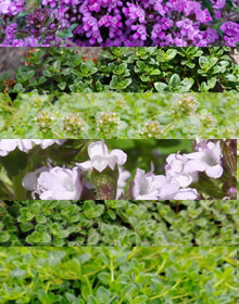 Thyme Creeping Herb Collection